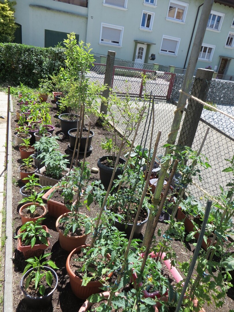 Garten 2019