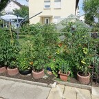 Garten 2019